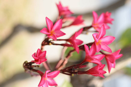 花园里五颜六色的花。梅花盛开。花园里美丽的花在夏天绽放。