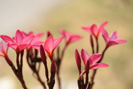 花园里五颜六色的花。梅花盛开。花园里美丽的花在夏天绽放。