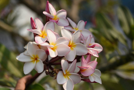 花园里五颜六色的花。梅花盛开。花园里美丽的花在夏天绽放。