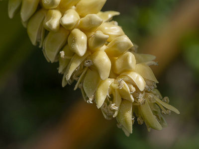 合上椰子花。