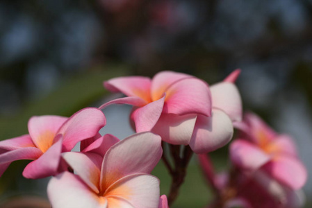 花园里五颜六色的花。梅花盛开。花园里美丽的花在夏天绽放。