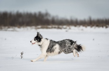 可爱的边境牧羊犬在雪天冬天