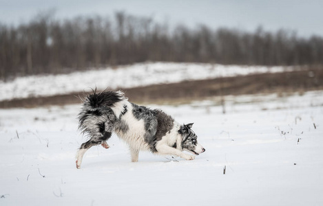 可爱的边境牧羊犬在雪天冬天