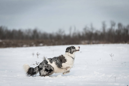 可爱的边境牧羊犬在雪天冬天