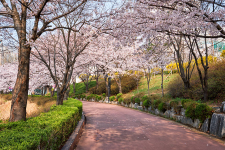 樱花公园里绽放的樱花小巷