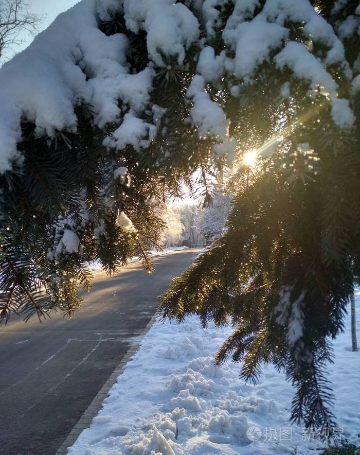 冬天,雪天,一缕阳光透过杉树枝