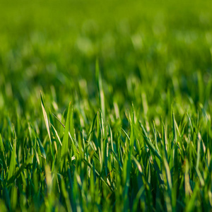绿色的草地上模糊的绿色背景