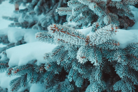 雪中圣诞树的蓝色树枝