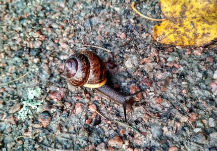 在寒冷的秋天，一只小蜗牛爬在砾石上