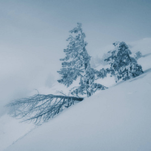 大雪时山上松树模糊的背景景观