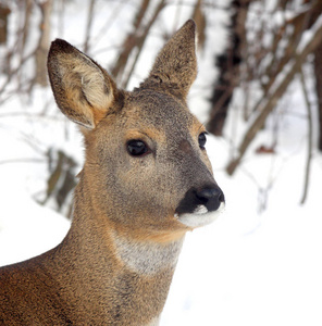 冬季森林背景下一只幼鹿的肖像