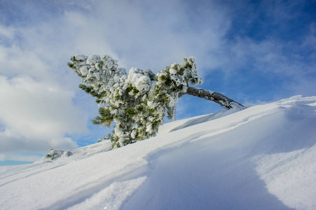 山上阳光明媚的一天，松树覆盖着雪的冬季景观