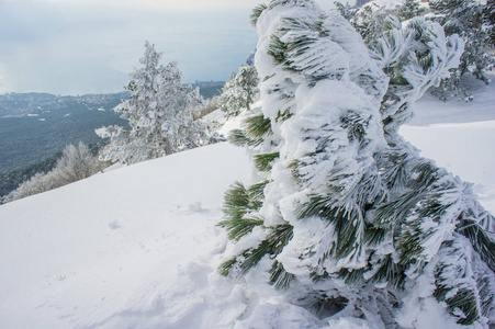 山坡上覆盖着雪的松树