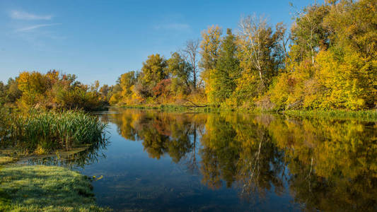 秋天的木头和河在阳光明媚的日子里