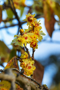 冬暖夏凉的花，黄色的花瓣，里面有红色的花瓣，饱和的颜色和选择性的焦点