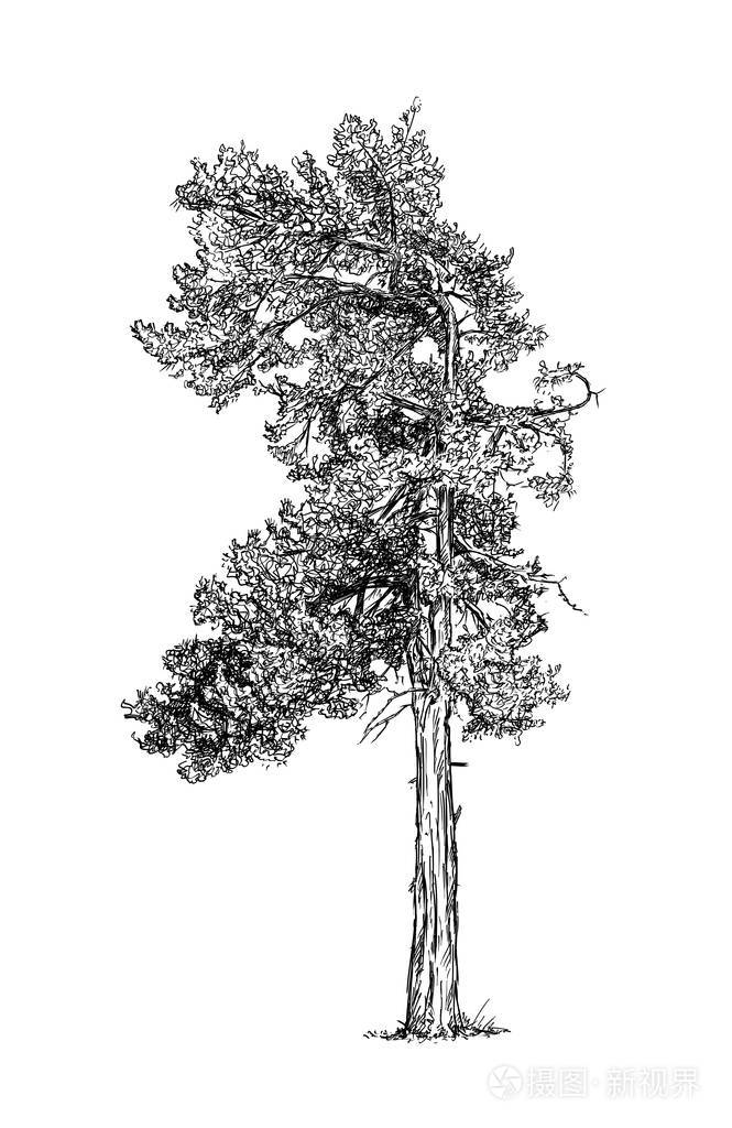 松针叶树的卡通画