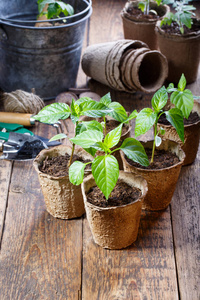 年轻的辣椒幼苗在泥炭盆里发芽。园艺概念。