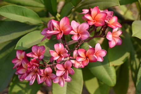 花园里五颜六色的花。梅花盛开..美丽的花朵在花园里绽放在夏天。