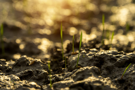 水稻幼苗生长在地面上，阳光和背景模糊。