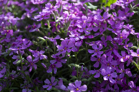 紫罗兰花背景..春天的背景。