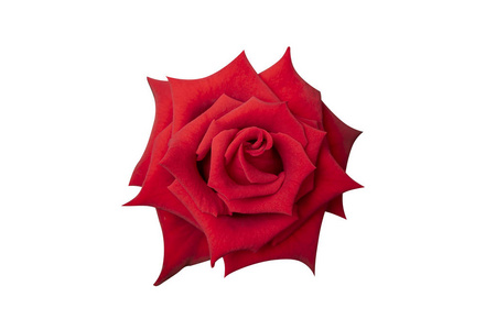 用裁剪路径将白色背景上的红色玫瑰花隔离关闭。
