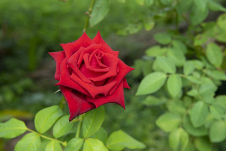 特写红玫瑰花，背景模糊..