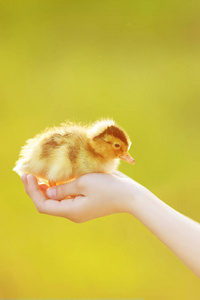 可爱的小鸭子在女孩手中户外