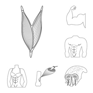 纤维和肌肉图标的矢量插图。网络纤维和车身股票符号集