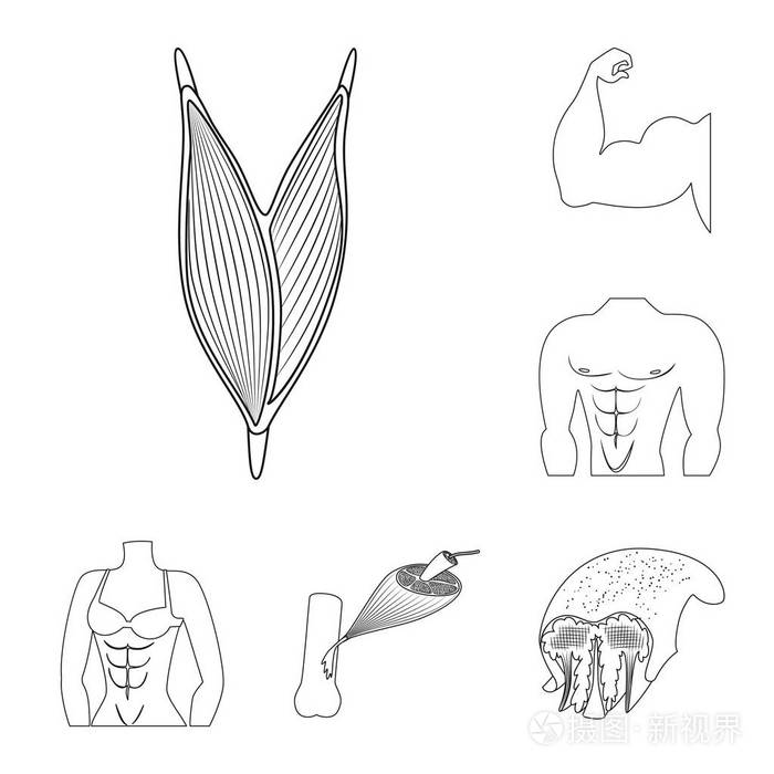 网络纤维和车身股票符号集插画-正版商用图片18gaph-摄图新视界