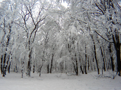 1月份森林地区积雪中的树木