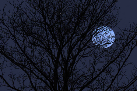 满月背景的死亡树剪影枝。