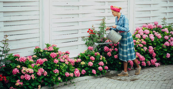 快乐的女人园丁与鲜花。鲜花护理和浇水。土壤和肥料。温室里的花。妇女关心在花园里的花。绣球。春天和夏天。她热爱自己的工作