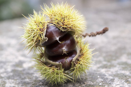 蓖麻的果实图片