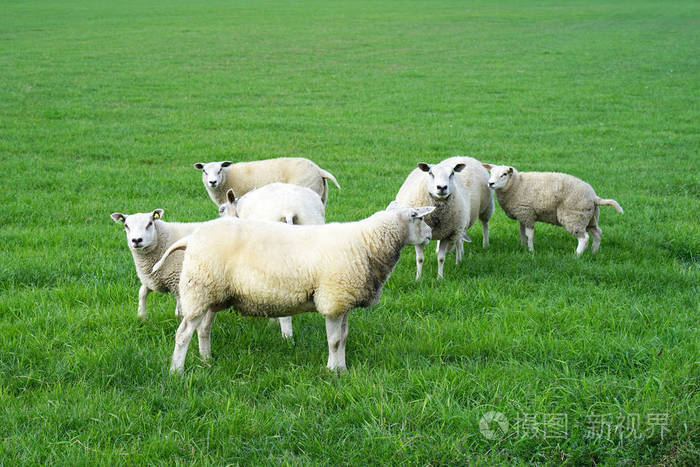 一群羊在田野里放牧.