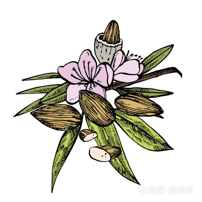 杏仁素描插图.在白色背景查出的向量手绘的例证