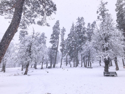 降雪。雪中的树。巴库里亚尼山区滑雪胜地