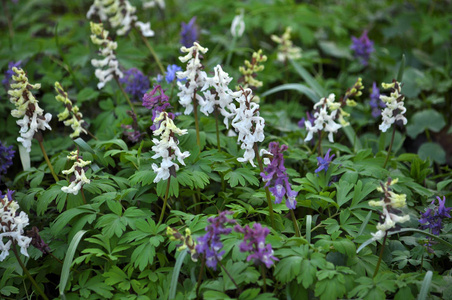 延胡索在春天森林的野生动物中大量绽放照片