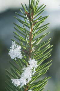 冷杉树枝，雪针，阳光明媚的冬日