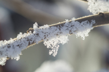 冬天的植物群，在宏观上捕捉到雪花