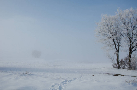 雾中无叶冻树的冬季景象图片