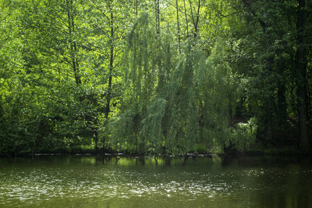 森林里的一个池塘。 美丽的夏日风景。