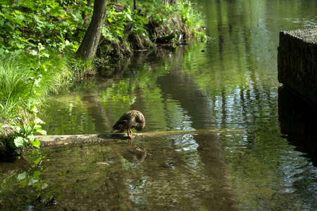 池塘里的野鸭。