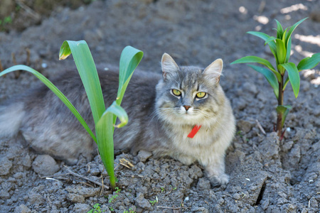 灰街猫带着红领坐在户外特写镜头看着春天花园