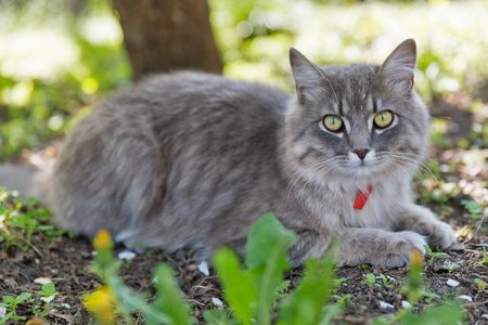 灰街猫带着红领坐在户外特写镜头看着春天花园