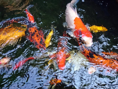 许多五颜六色的花鱼在鱼塘里游泳