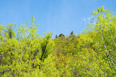 绿树覆盖山坡，层层的颜色形成环境背景。