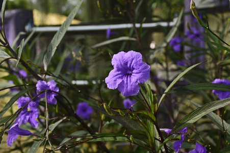 花园里的花