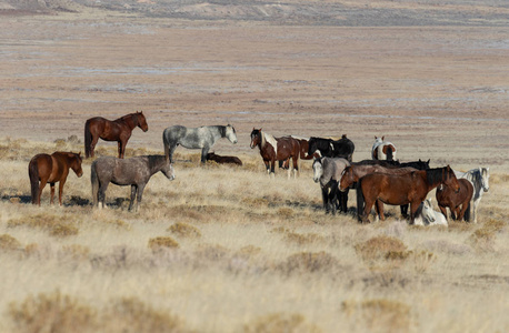 一群野马在犹他州沙漠的冬天
