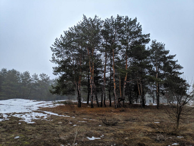 森林中的冬景有雾，雪，春天在森林中解冻