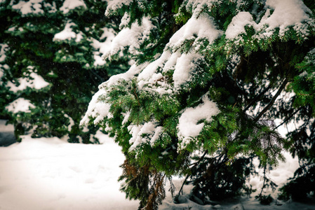 杉树的绿色树枝上覆盖着白色蓬松的雪。 近点